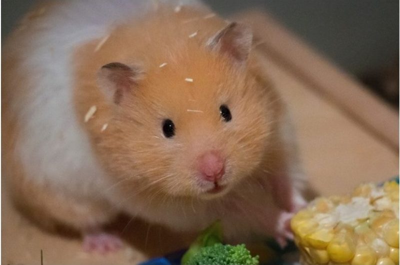 Hamsteri