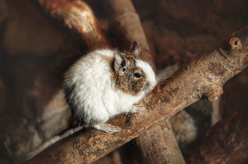 Degu
