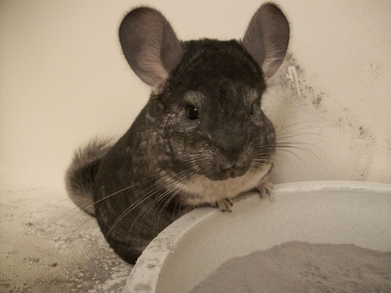 Chinchilla hiekkakylvyssä