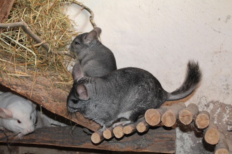 Chinchilla kiipeilyhäkissä