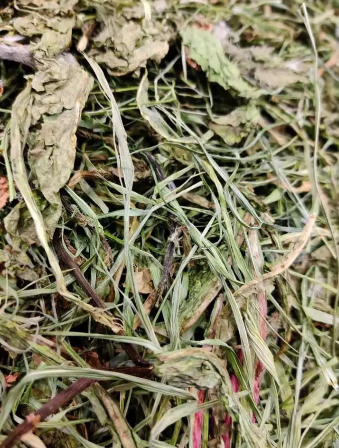 Degu syömässä
