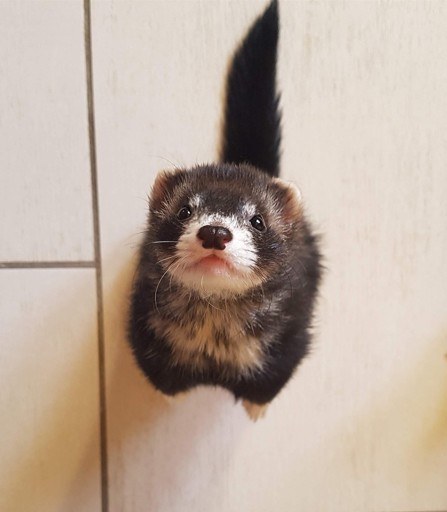 Fretti