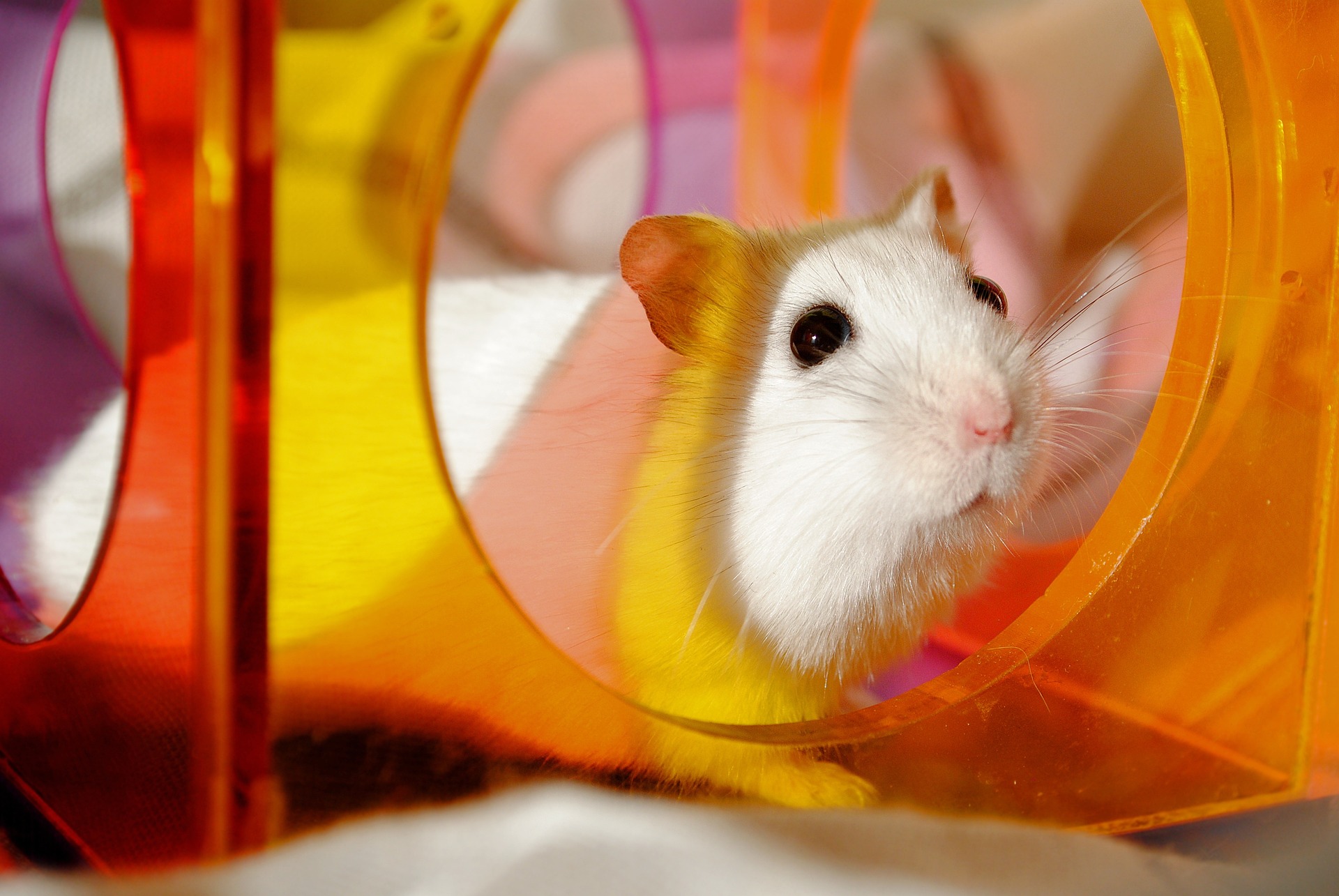 Hamsteri juoksupyörässä
