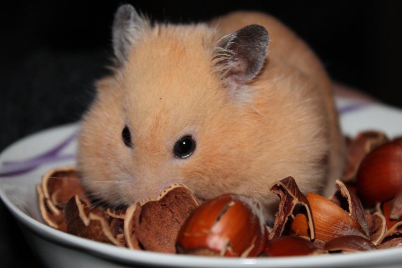 Eri hamsterilajeja