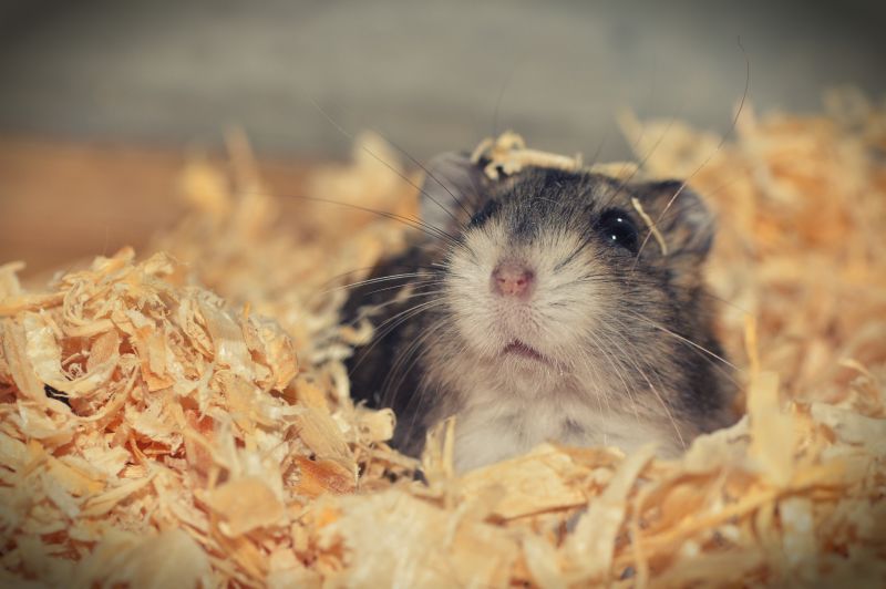 Hamsteri pehkussa