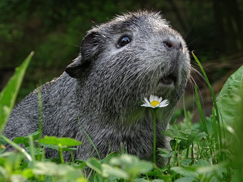 Eri marsurotuja