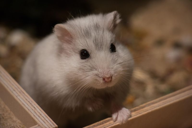 Hamsteri