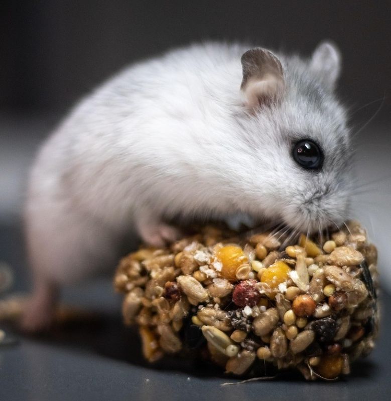 Hamsteri syö siemenseosta