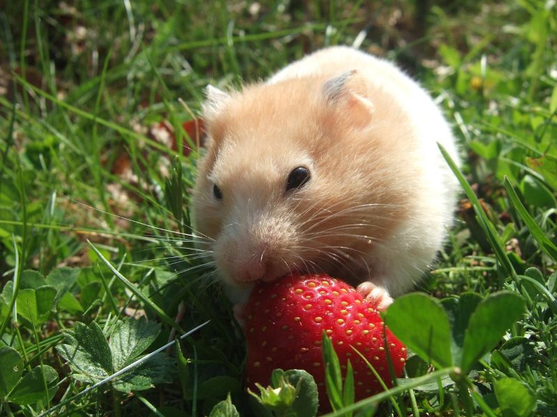 Hamsteri syö mansikkaa